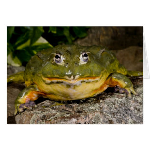 Afrikanischer Burrowing Bullfrog, Pyxicephalus