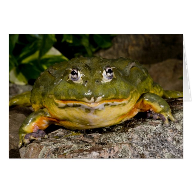 Afrikanischer Burrowing Bullfrog, Pyxicephalus (Vorderseite (Horizontal))