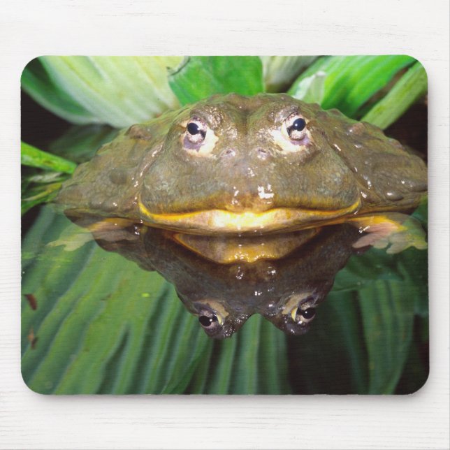 Afrikanischer Burrowing Bullfrog, Pyxicephalus 2 Mousepad (Vorne)