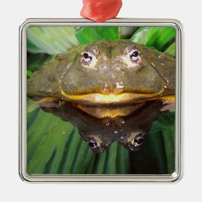 Afrikanischer Burrowing Bullfrog, Pyxicephalus 2 Ornament Aus Metall (Vorne)