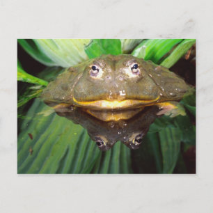 Afrikanischer Burrowing Bullfrog, Pyxicephalus 2 Postkarte