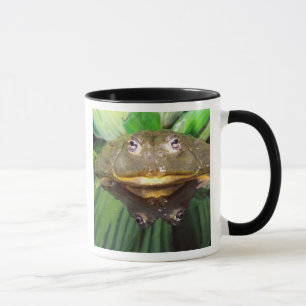Afrikanischer Burrowing Bullfrog, Pyxicephalus 2 Tasse