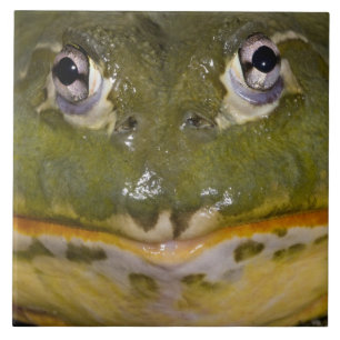 Afrikanischer Burrowing Bullfrog, Pyxicephalus Fliese