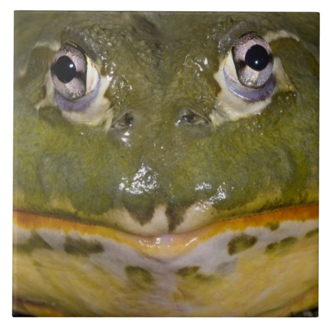 Afrikanischer Burrowing Bullfrog, Pyxicephalus Fliese (Vorderseite)