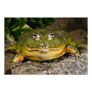 Afrikanischer Burrowing Bullfrog, Pyxicephalus Fotodruck