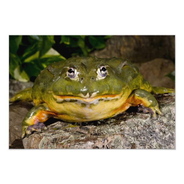 Afrikanischer Burrowing Bullfrog, Pyxicephalus Fotodruck (Vorne)