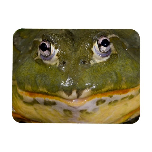 Afrikanischer Burrowing Bullfrog, Pyxicephalus Magnet (Horizontal)
