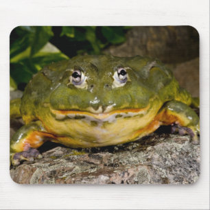 Afrikanischer Burrowing Bullfrog, Pyxicephalus Mousepad