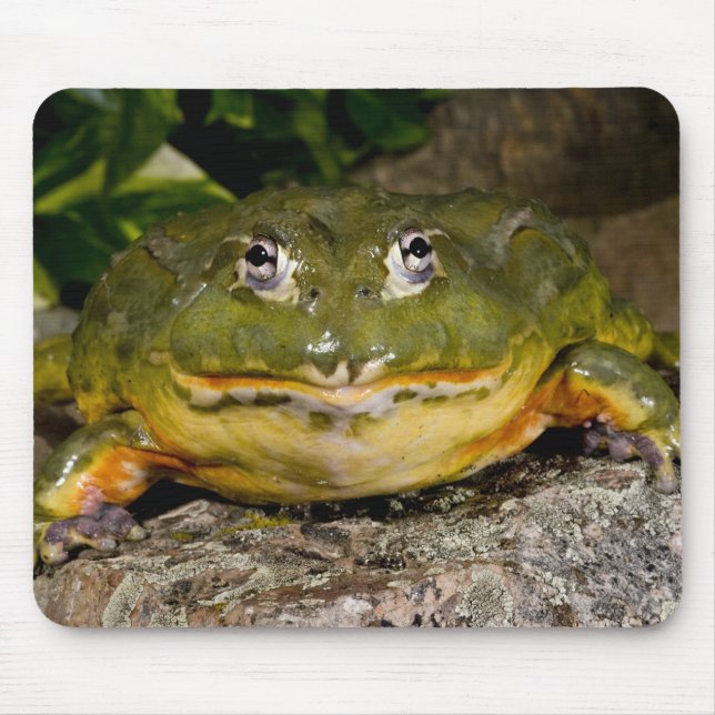 Afrikanischer Burrowing Bullfrog, Pyxicephalus Mousepad (Vorne)