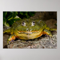 Afrikanischer Burrowing Bullfrog, Pyxicephalus