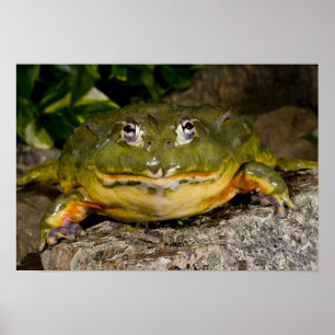 Afrikanischer Burrowing Bullfrog, Pyxicephalus Poster