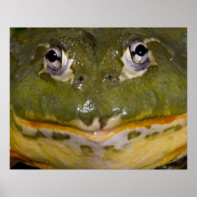 Afrikanischer Burrowing Bullfrog, Pyxicephalus Poster (Vorne)