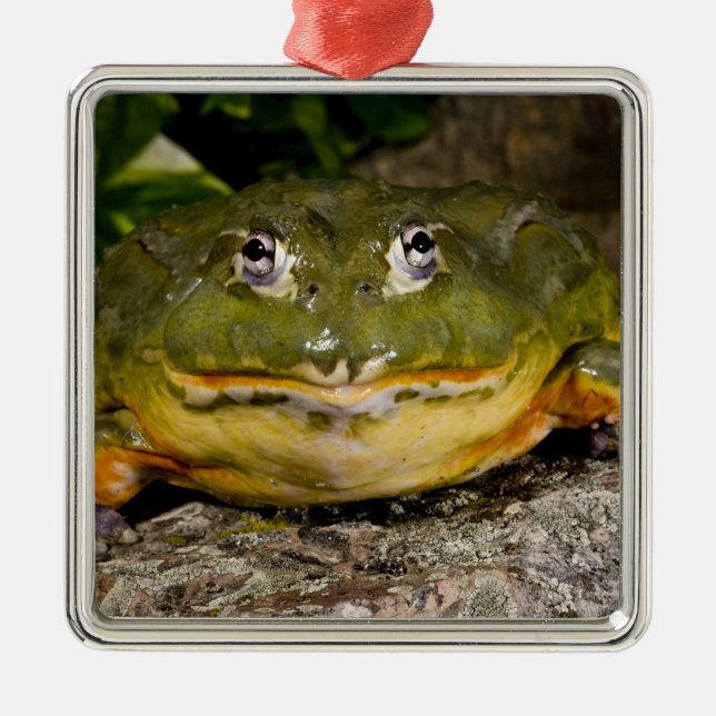 Afrikanischer Burrowing Bullfrog, Pyxicephalus Silbernes Ornament (Vorne)