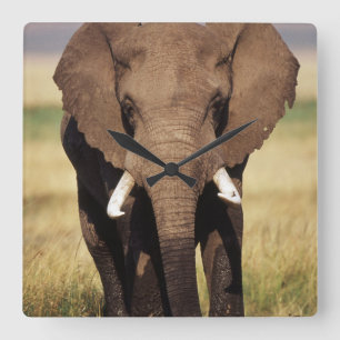 Afrikanischer Busch-Elefant Quadratische Wanduhr