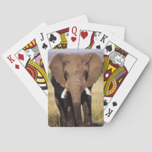 Afrikanischer Busch-Elefant Spielkarten