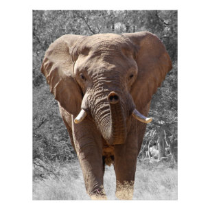 Afrikanischer Buschelefant Fotodruck