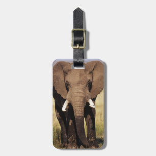 Afrikanischer Buschelefant Gepäckanhänger