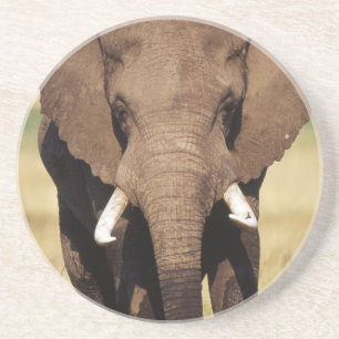 Afrikanischer Buschelefant Getränkeuntersetzer