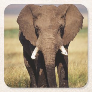 Afrikanischer Buschelefant Rechteckiger Pappuntersetzer