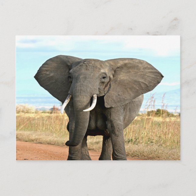 Afrikanischer Bush Elephant Marching zum Erfolgszi Postkarte (Vorderseite)