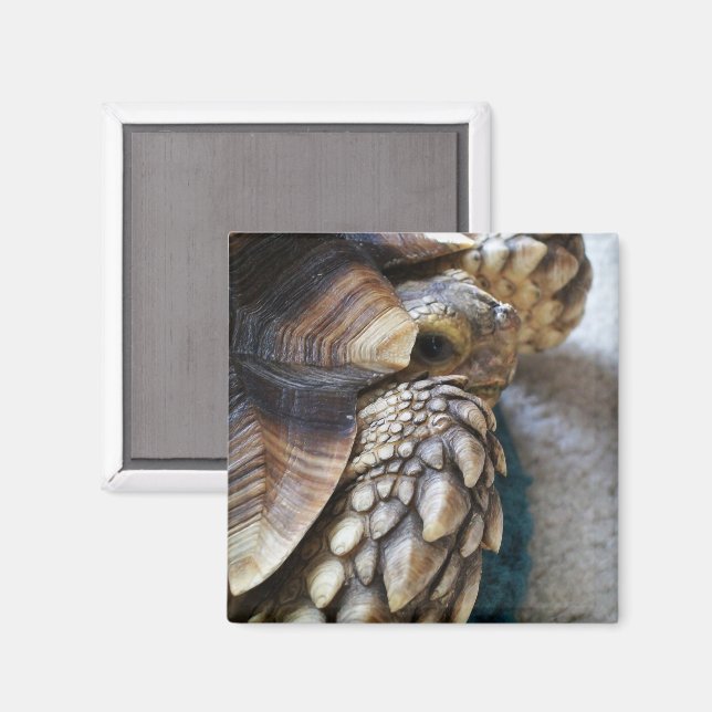 Afrikanischer Dornröschen, Sulcata Tortoise Leg, M Magnet (Vorderseite/Rückseite)