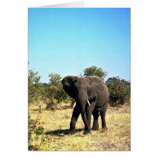 Afrikanischer Elefant