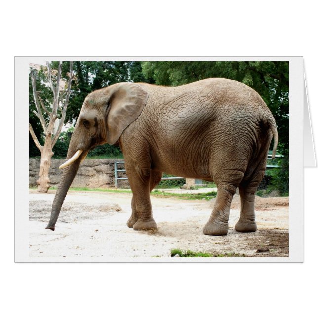 Afrikanischer Elefant (Vorderseite (Horizontal))