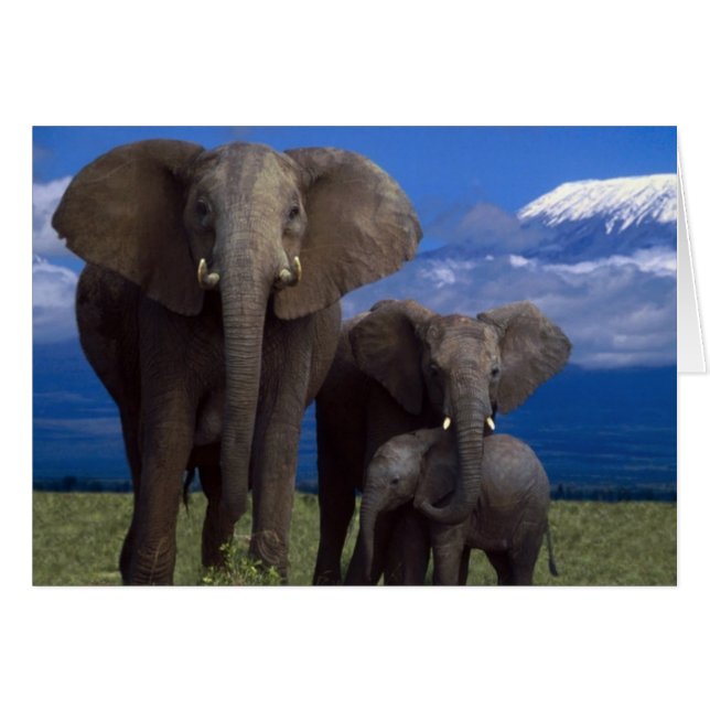 Afrikanischer Elefant (Vorderseite (Horizontal))