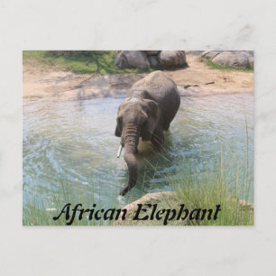 Afrikanischer Elefant # 2 Postkarte