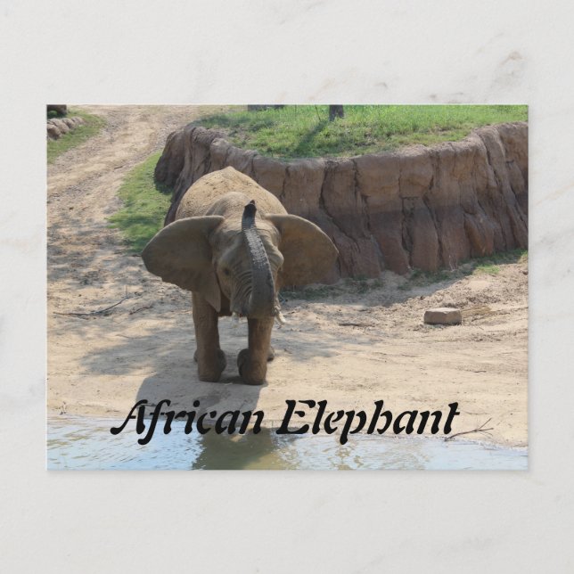 Afrikanischer Elefant # 6 Postkarte (Vorderseite)