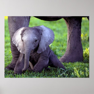 Afrikanischer Elefant-Baby-Porträt-Plakat-Druck Poster