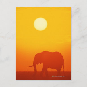 Afrikanischer Elefant bei Sonnenuntergang , Kenia Postkarte