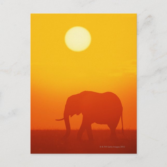 Afrikanischer Elefant bei Sonnenuntergang , Kenia  Postkarte (Vorderseite)