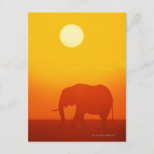 Afrikanischer Elefant bei Sonnenuntergang , Kenia Postkarte