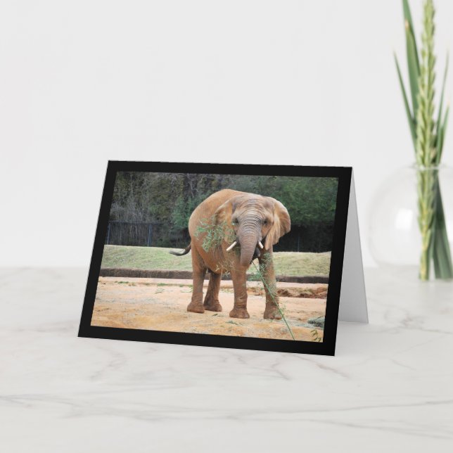 Afrikanischer Elefant beim Essen Karte (Vorderseite)