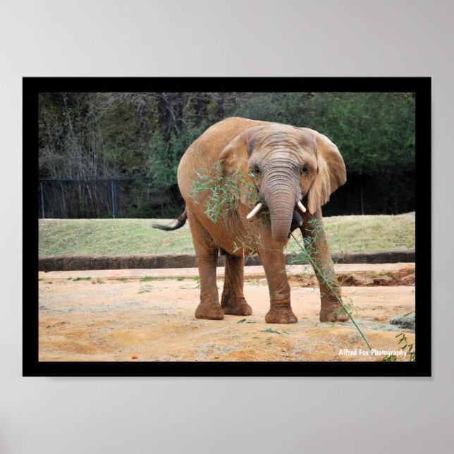 Afrikanischer Elefant beim Essen Poster (Vorne)