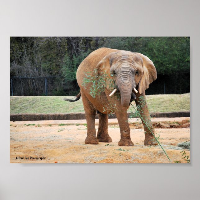 Afrikanischer Elefant beim Essen Poster (Vorne)