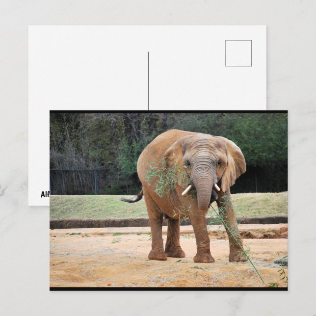Afrikanischer Elefant beim Essen Postkarte (Vorne/Hinten)