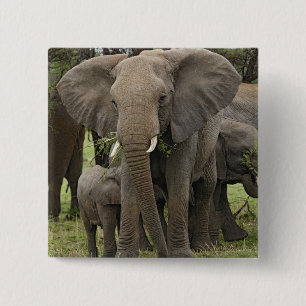 Afrikanischer Elefant   Herde Button