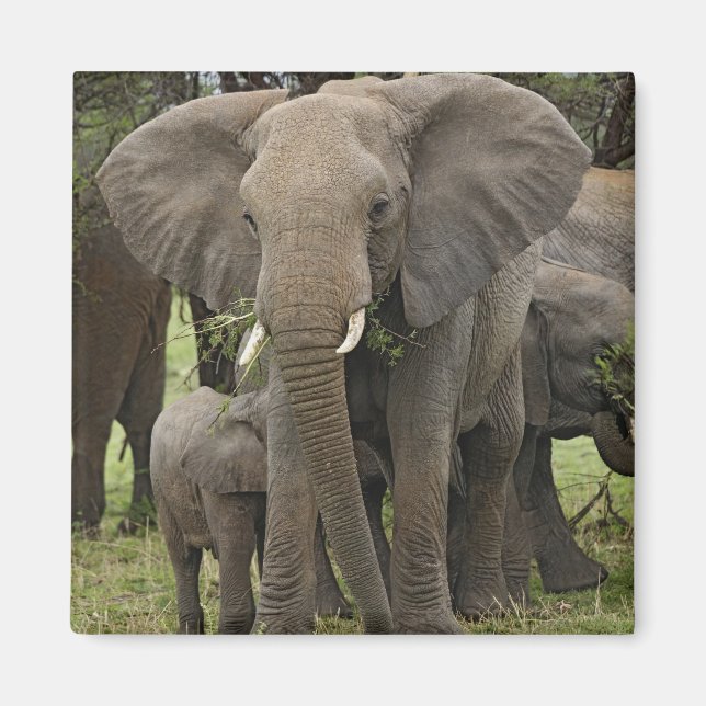 Afrikanischer Elefant | Herde Magnet (Vorne)