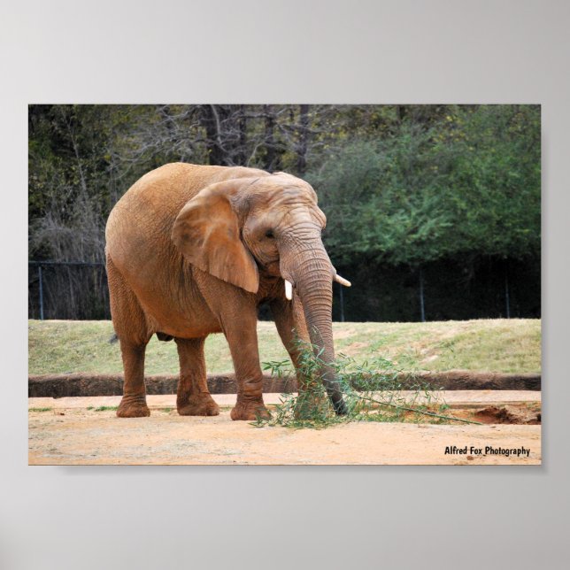 Afrikanischer Elefant im Park Poster (Vorne)