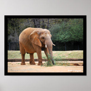 Afrikanischer Elefant im Park Poster