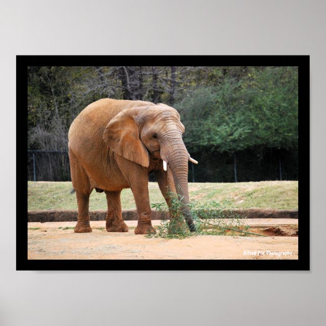 Afrikanischer Elefant im Park Poster (Vorne)