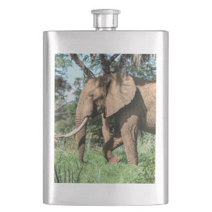 Afrikanischer Elefant in der Safari Flachmann