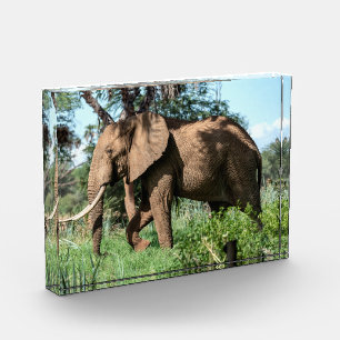 Afrikanischer Elefant in der Safari Fotoblock