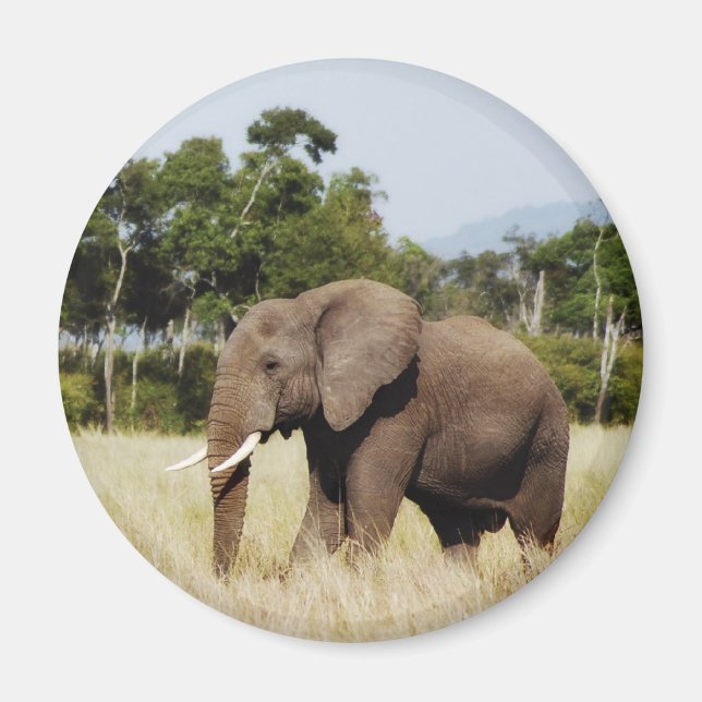 Afrikanischer Elefant in Masai Mara, kenianischer  Magnet (Vorne)