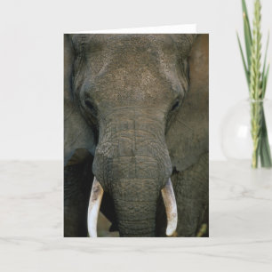 Afrikanischer Elefant Karte