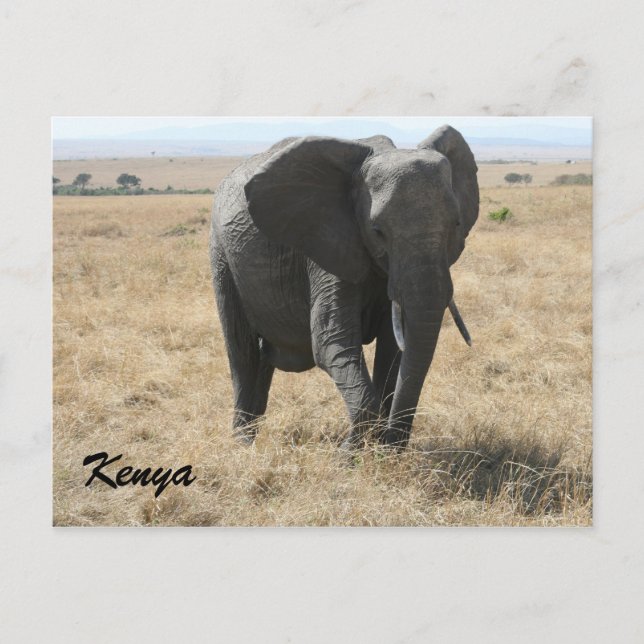 Afrikanischer Elefant kenya Postkarte (Vorderseite)