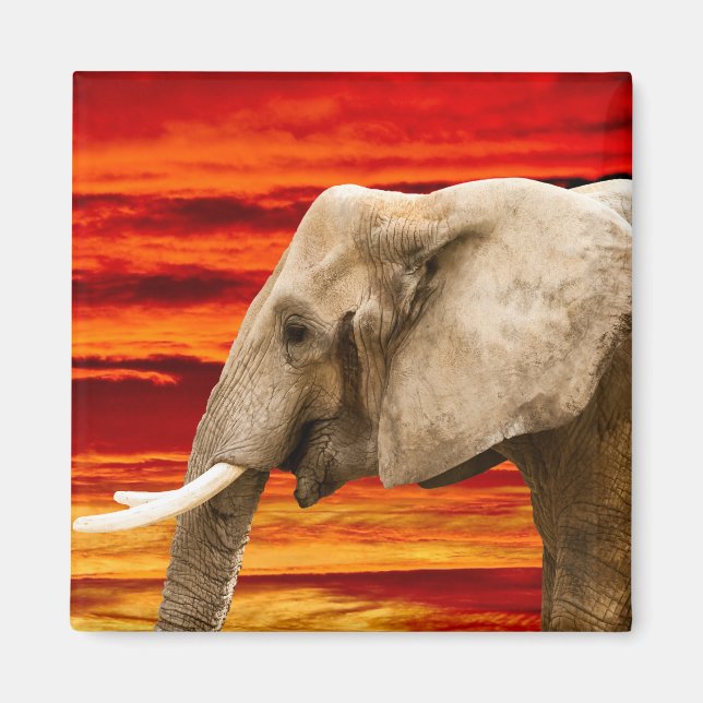 Afrikanischer Elefant - Kühlschrankmagnet Magnet (Vorne)