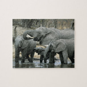 Afrikanischer Elefant, (Loxodonta africana), beim Puzzle